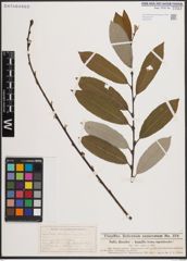 Foto von Salix discolor Muhl. x Salix humilis Marshall